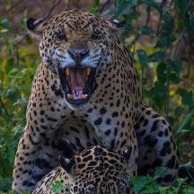 a jaguar with its mouth open with its tongue