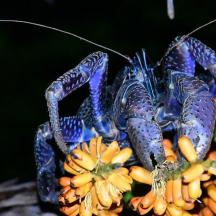a blue scorpion is sitting on a bunch of bananas
