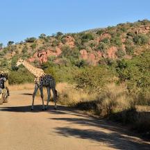 a giraffe standing on a dirt road next to a vehicle
