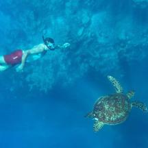 a man swimming next to a turtle in the ocean