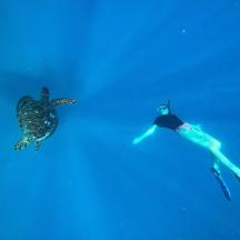a turtle and a diver swimming in the water