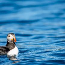 a duck swimming on a body of water