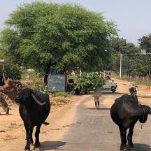 two cows standing in the middle of a road