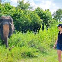a group of people looking at an elephant in the grass