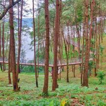 a bridge in the middle of a forest with trees