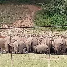 sekumpulan gajah berdiri di sebelah pagar