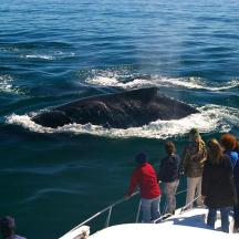 a group of people standing on a boat looking at a whale
