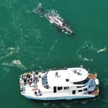 a group of people on a boat in the water with whales