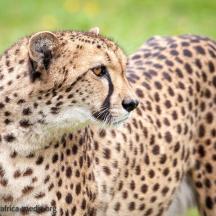 un primer pla d'un guepard dempeus en un camp