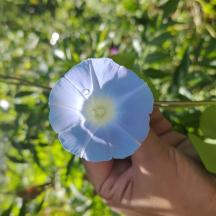 a person holding a blue flower in their hand