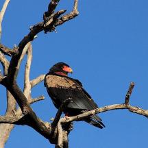 a bird perched on top of a tree branch