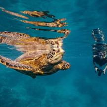 a green sea turtle swimming next to a man in the water