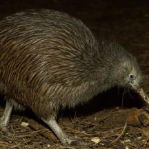 a porcupine walking on the ground with a stick in its mouth