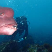 a person in the water with a camera and a squid