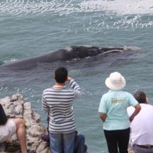 a group of people looking at an animal in the water
