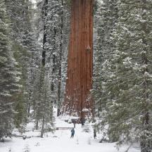 una persona che scia davanti a un albero gigante