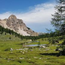 a field with a tree and a river and a mountain