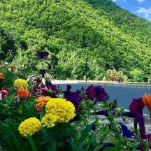 a bunch of flowers in front of a mountain