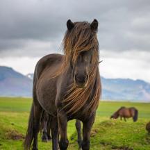 a horse standing in a field with two horses in the background