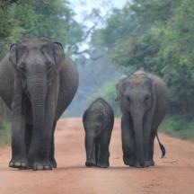 two adult elephants and a baby elephant walking down a dirt road