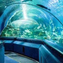 an aquarium with a large amount of fish in it
