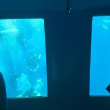 水槽の中の魚を眺める女性