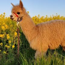 ein braunes Lama, das in einem Blumenfeld steht