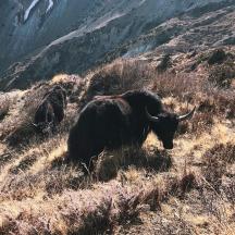 two buffalo laying in the grass on a mountain