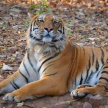 a tiger laying on the ground in the leaves