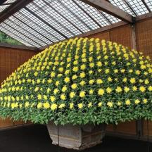 a large arrangement of yellow flowers in a building