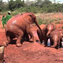 a group of elephants standing in the dirt with people