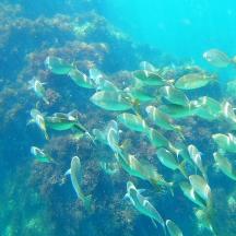 a group of fish swimming in the ocean