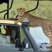 a cheetah standing on the roof of a car
