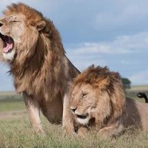 two lions laying in a field of grass