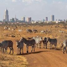 a herd of zebras standing on a dirt road