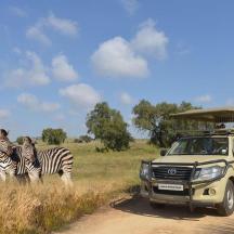 a truck on a dirt road with zebras in a field