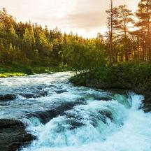 a river with rapids in the middle of a forest