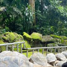 a person taking a picture of a turtle in a zoo