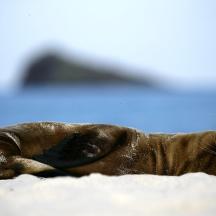 ein Welpe, der auf dem Sand am Strand liegt