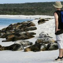Ein Mann steht mit einer Herde Robben an einem Strand
