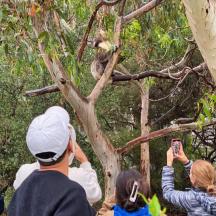a group of people taking pictures of a monkey in a tree