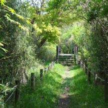 ein Feldweg durch einen Wald mit einem Zaun