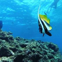 a fish is swimming over a coral reef