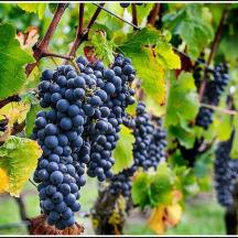 a bunch of grapes hanging on a tree