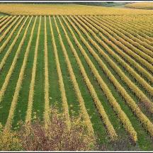 an aerial view of a soybean field