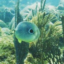 a blue fish is swimming in the ocean
