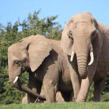 two elephants standing next to each other in a field