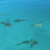 a group of sharks swimming in the water