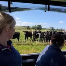 a woman and a child looking at cows through a window