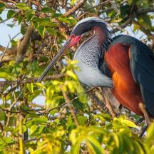 seekor burung besar sedang duduk di pohon